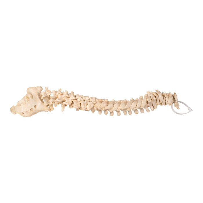 Real Human Spine and Sacrum