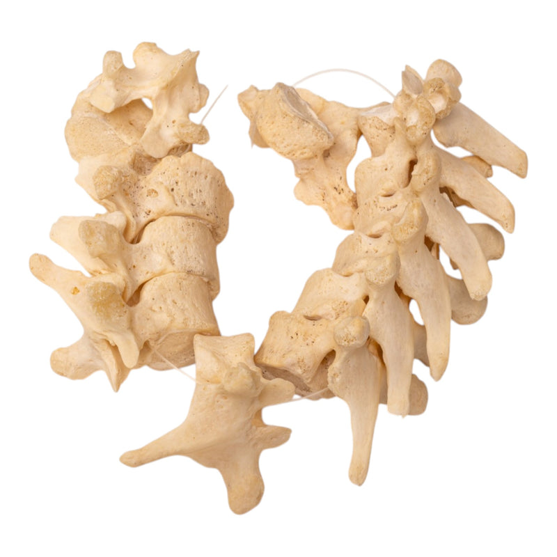 Real Human Thoracic Vertebrae Set