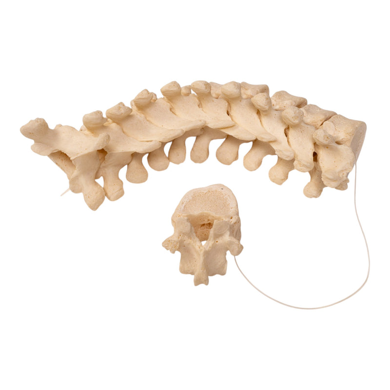 Real Human Thoracic Vertebrae Set