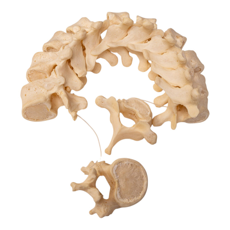 Real Human Thoracic Vertebrae Set