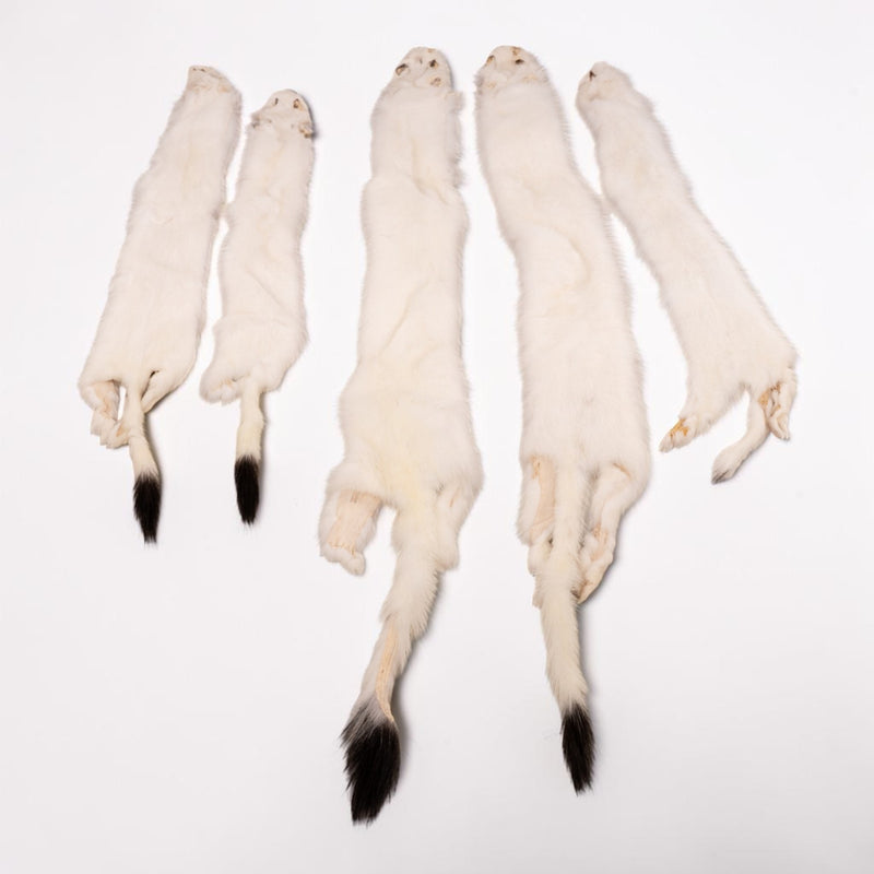 Real Long-tailed Weasel Pelt (Single)