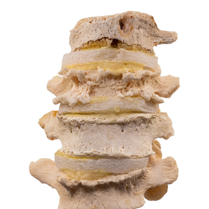 Real Human Vertebrae Set
