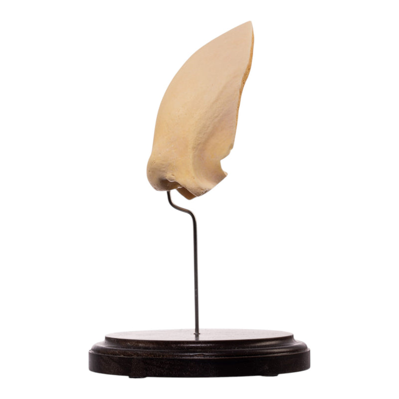 Real Human Frontal Bone on Stand