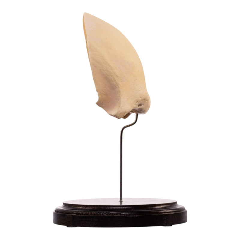 Real Human Frontal Bone on Stand