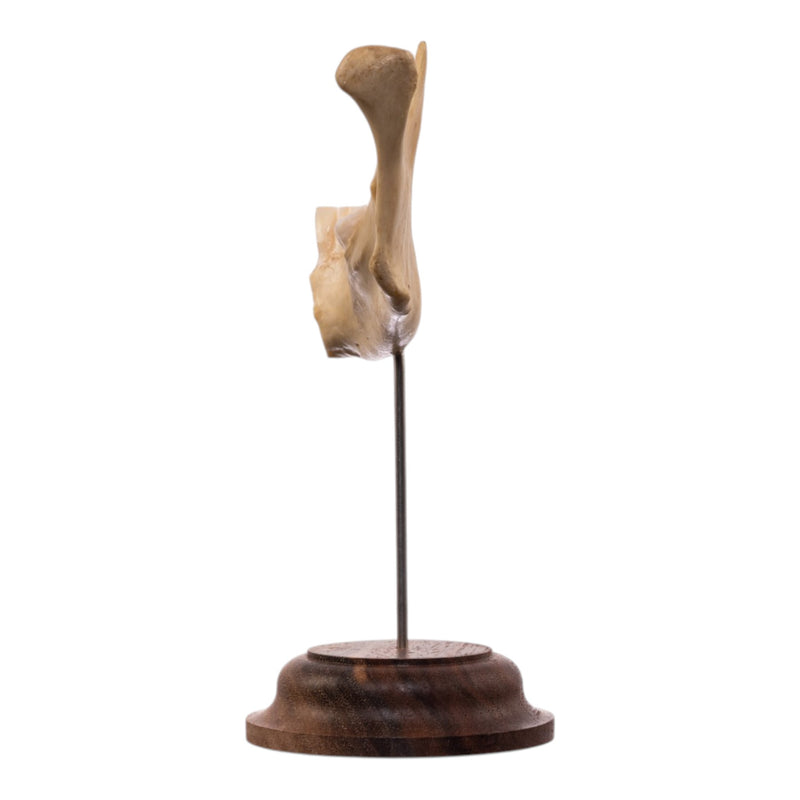 Real Human Partial Mandible