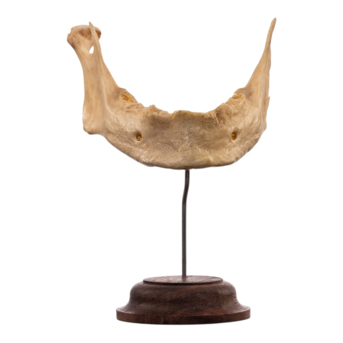 Real Human Mandible