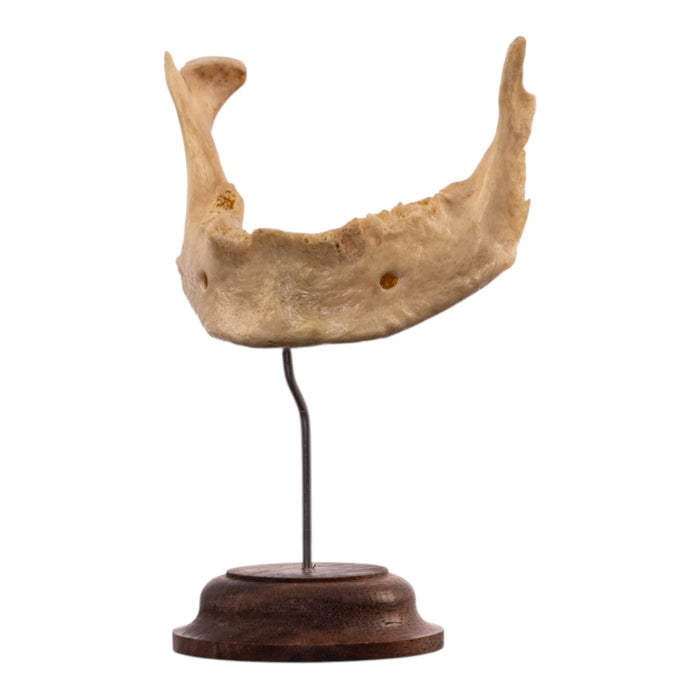 Real Human Mandible