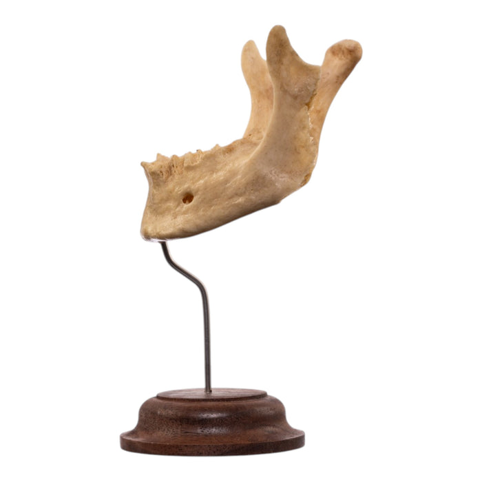 Real Human Mandible