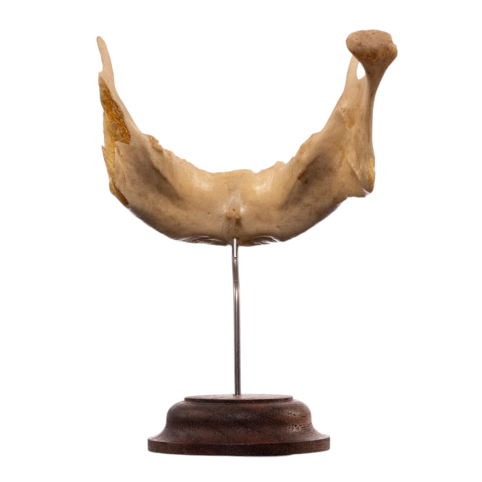 Real Human Mandible
