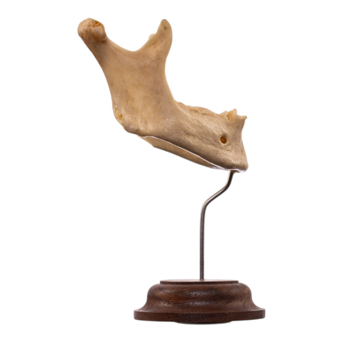 Real Human Mandible