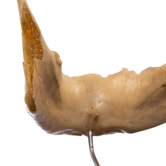 Real Human Mandible