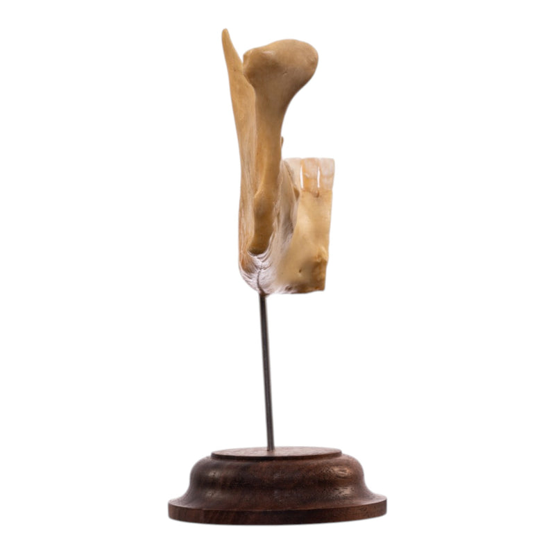 Real Human Partial Mandible