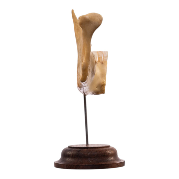 Real Human Partial Mandible