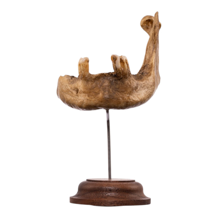 Real Human Partial Mandible - Antique