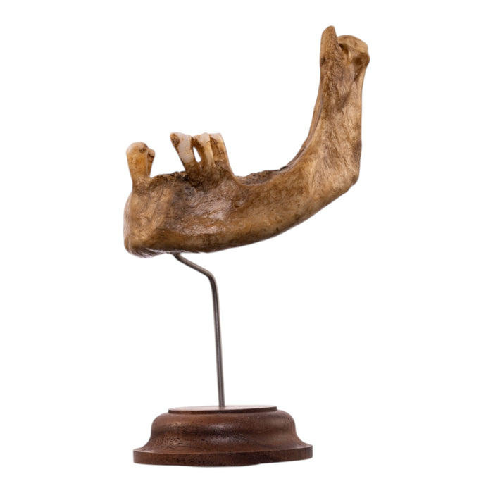 Real Human Partial Mandible - Antique