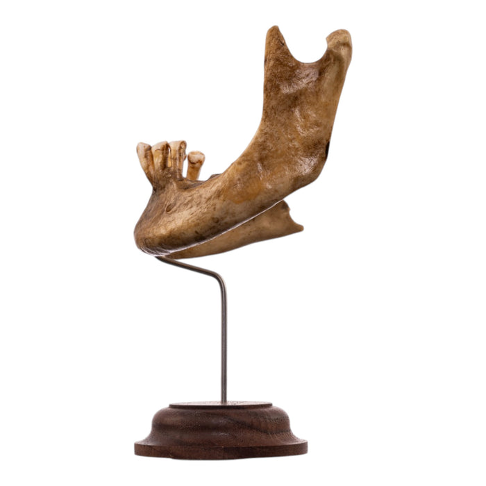 Real Human Partial Mandible - Antique
