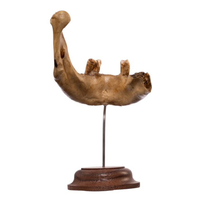 Real Human Partial Mandible - Antique