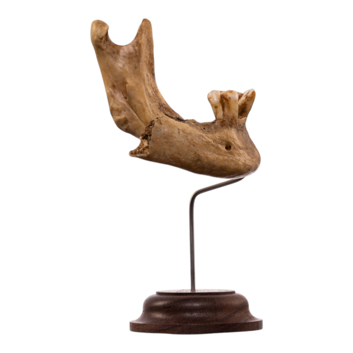 Real Human Partial Mandible - Antique