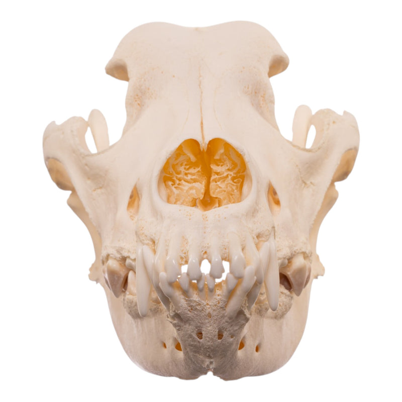 Real Domestic Dog Skull - Large Periodontal
