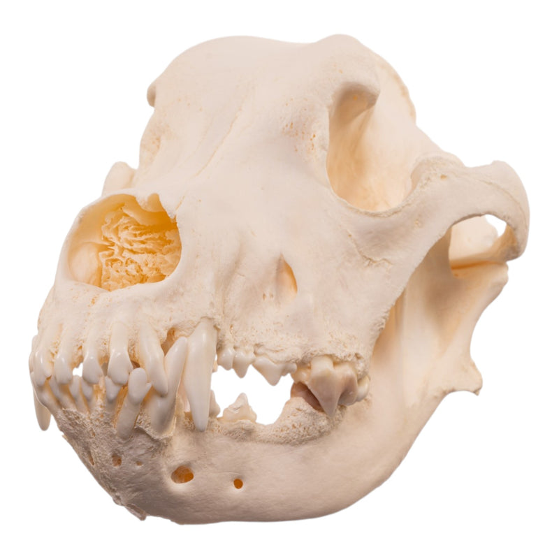 Real Domestic Dog Skull - Large Periodontal