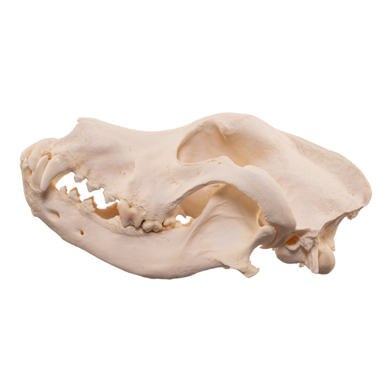 Real Domestic Dog Skull - Large Periodontal