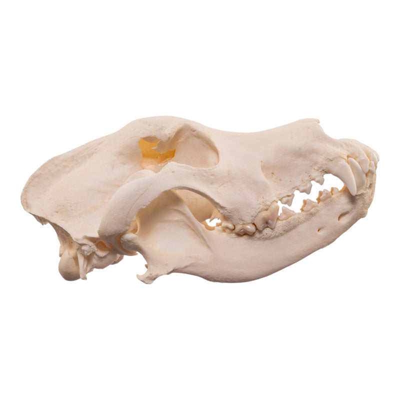 Real Domestic Dog Skull - Large Periodontal