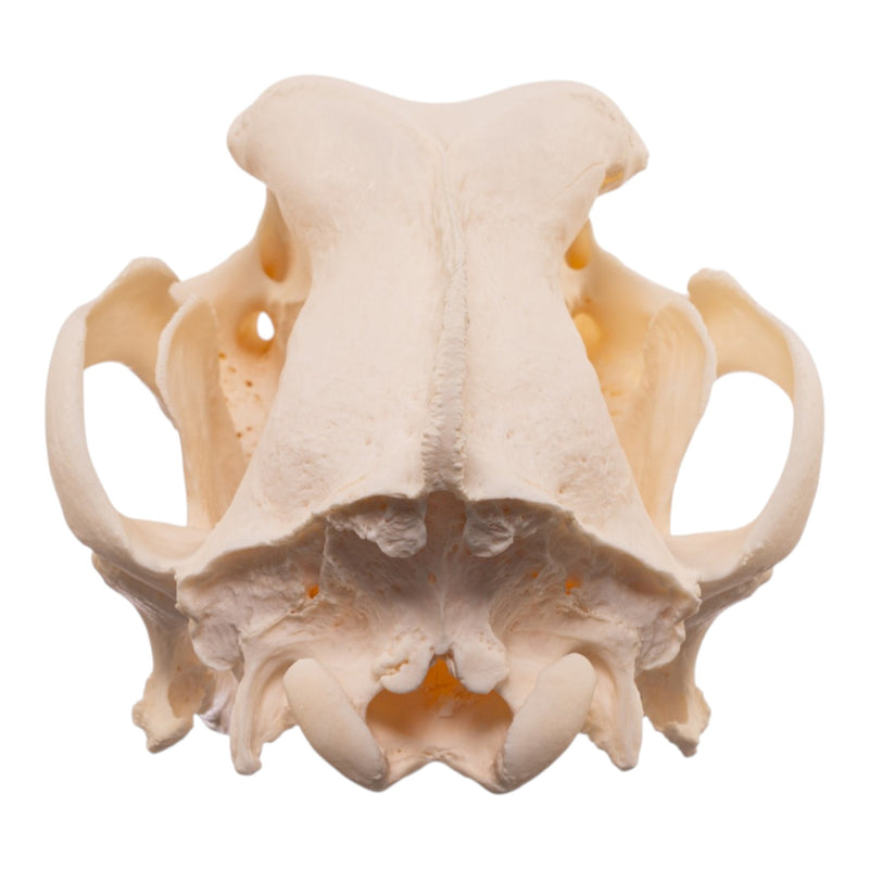 Real Domestic Dog Skull - Large Periodontal