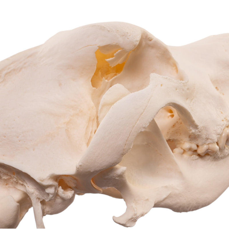 Real Domestic Dog Skull - Large Periodontal
