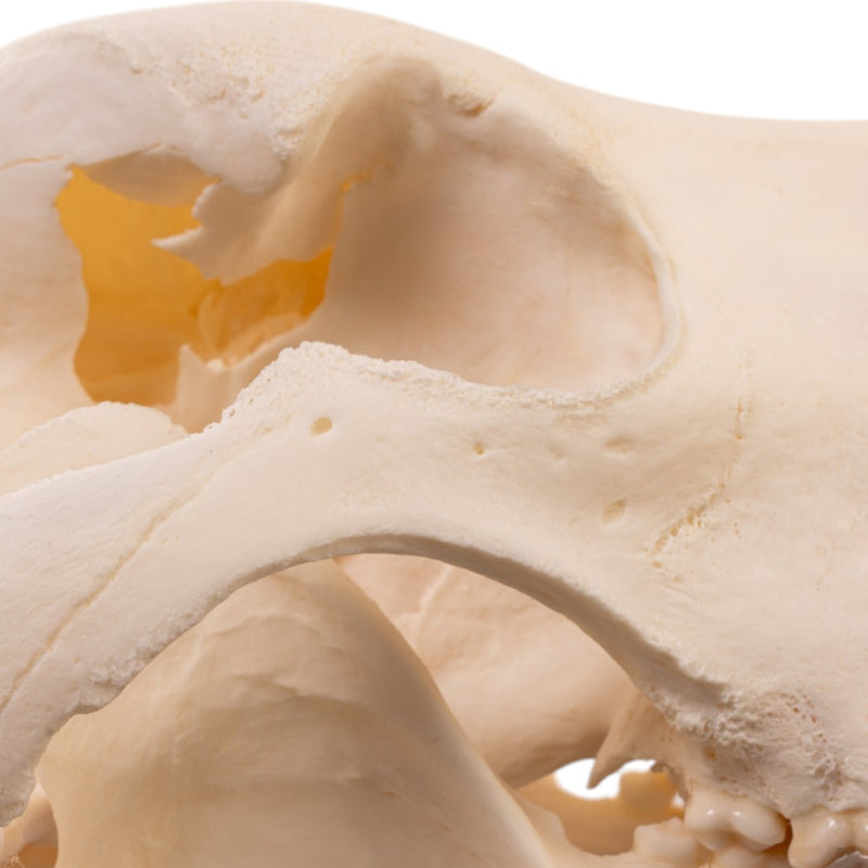 Real Domestic Dog Skull - Large Periodontal