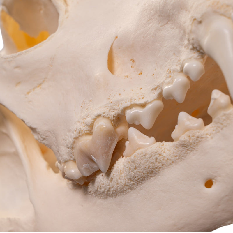 Real Domestic Dog Skull - Large Periodontal