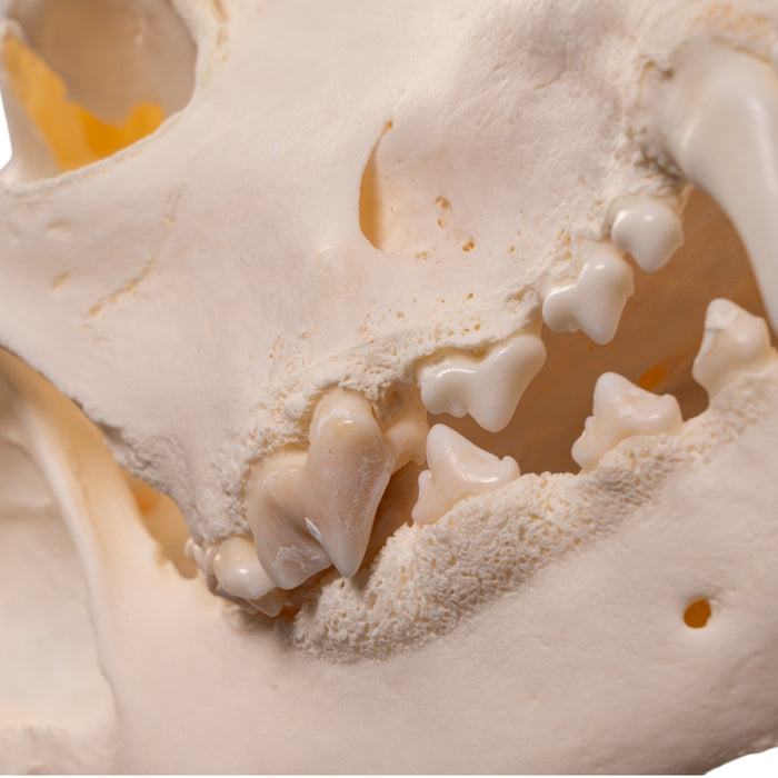 Real Domestic Dog Skull - Large Periodontal