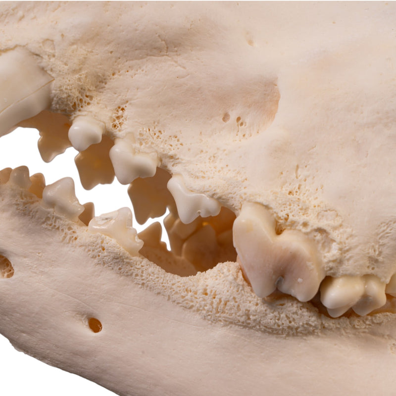 Real Domestic Dog Skull - Large Periodontal