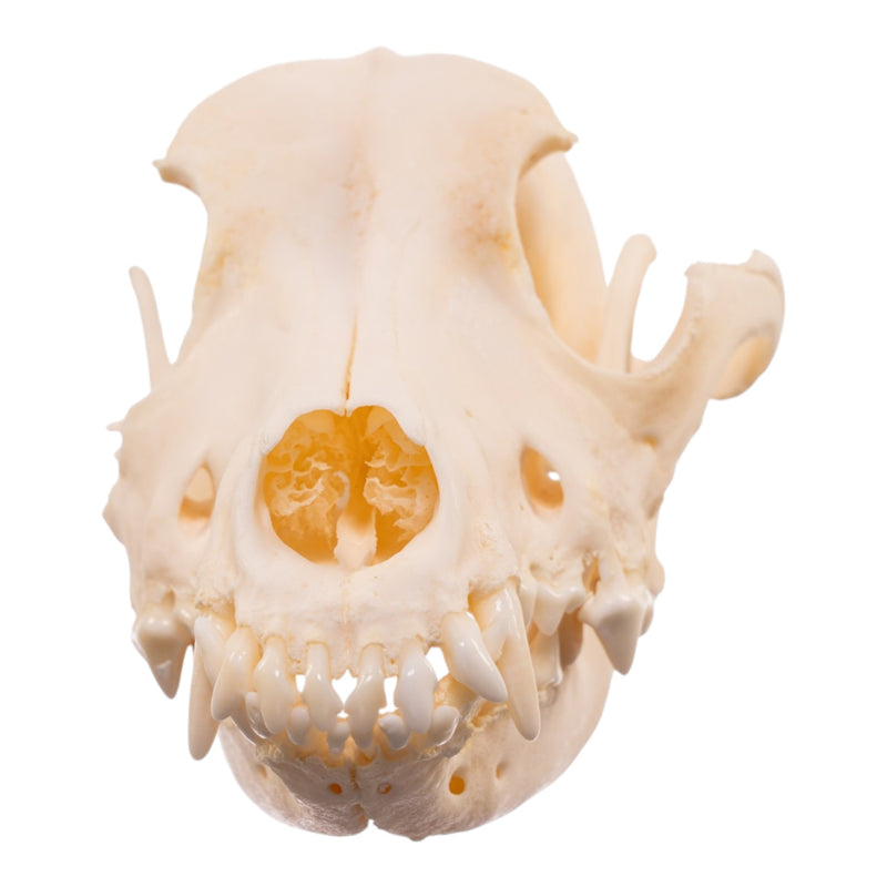 Real Domestic Dog Skull