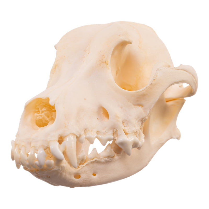 Real Domestic Dog Skull