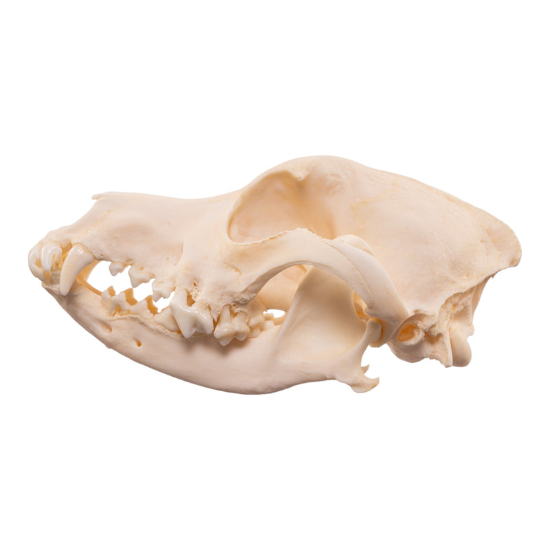 Real Domestic Dog Skull