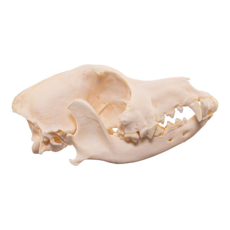Real Domestic Dog Skull