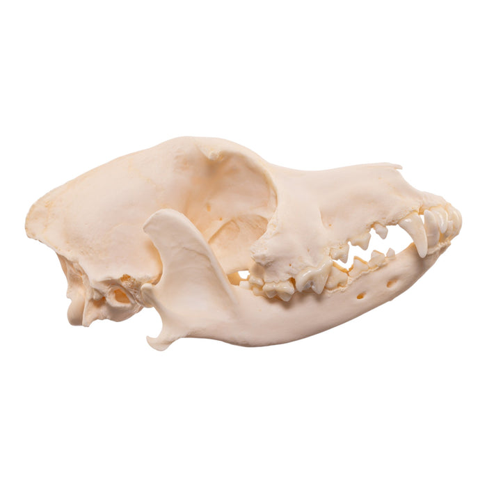 Real Domestic Dog Skull