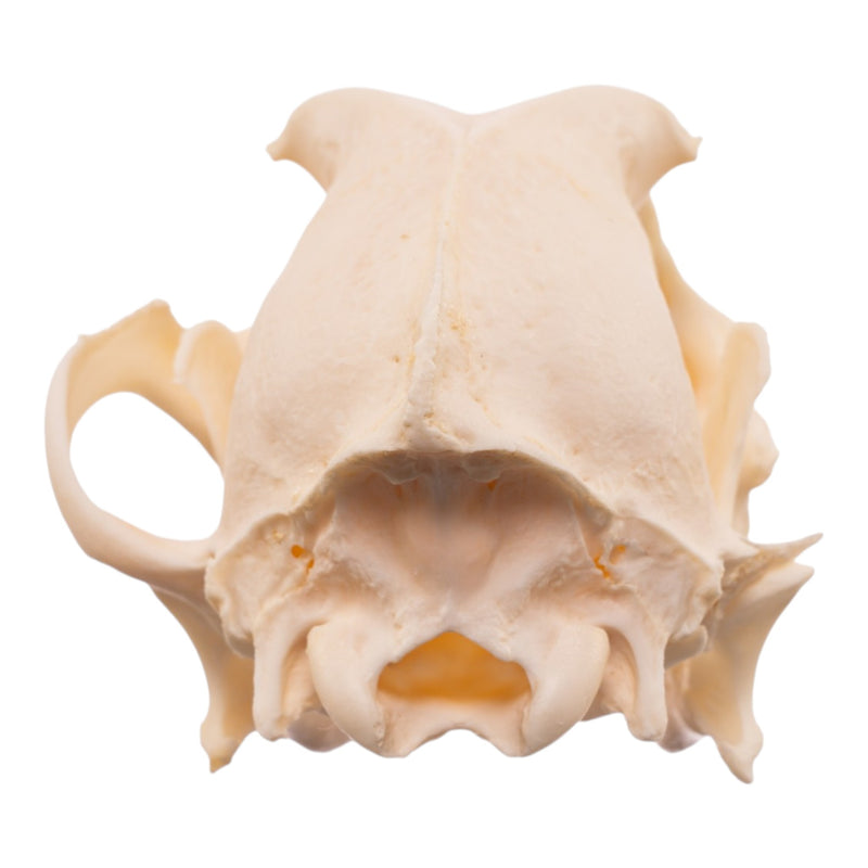 Real Domestic Dog Skull