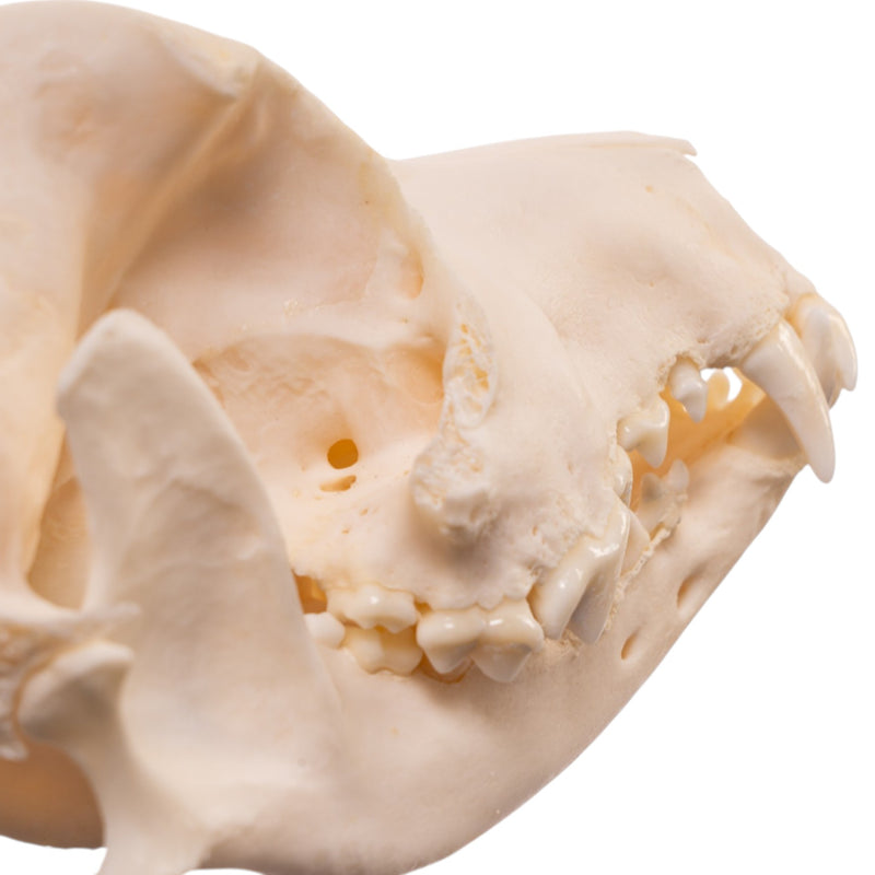 Real Domestic Dog Skull