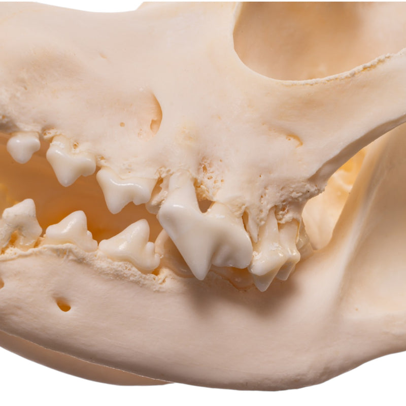 Real Domestic Dog Skull