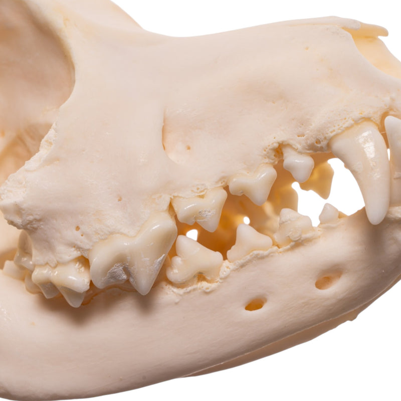 Real Domestic Dog Skull