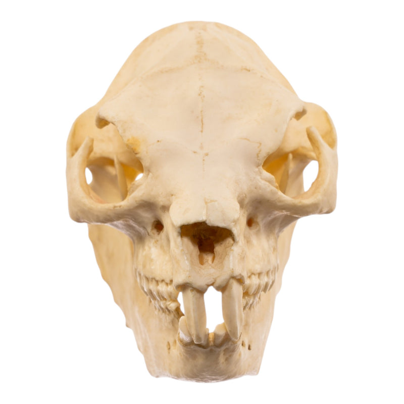 Replica Rock Hyrax Skull