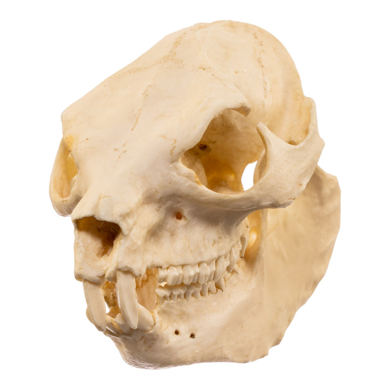 Replica Rock Hyrax Skull