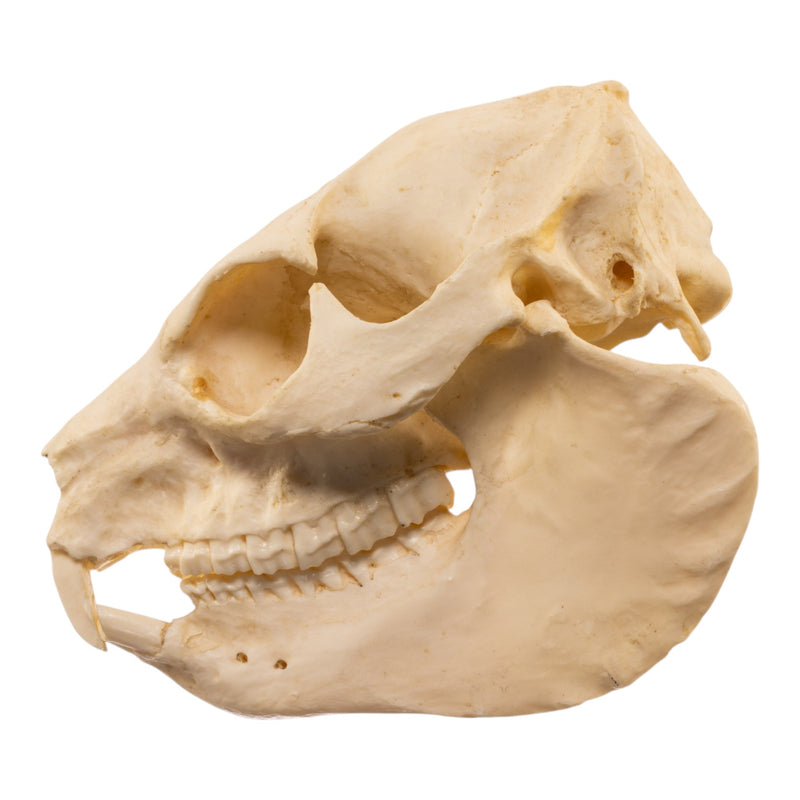 Replica Rock Hyrax Skull