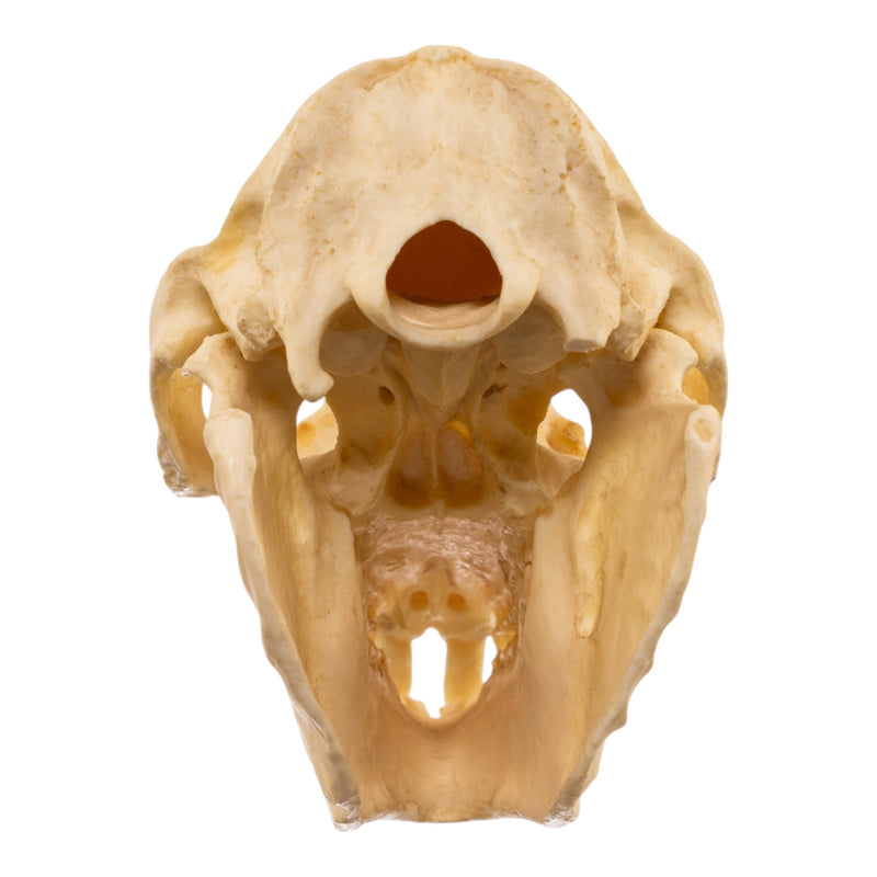 Replica Rock Hyrax Skull
