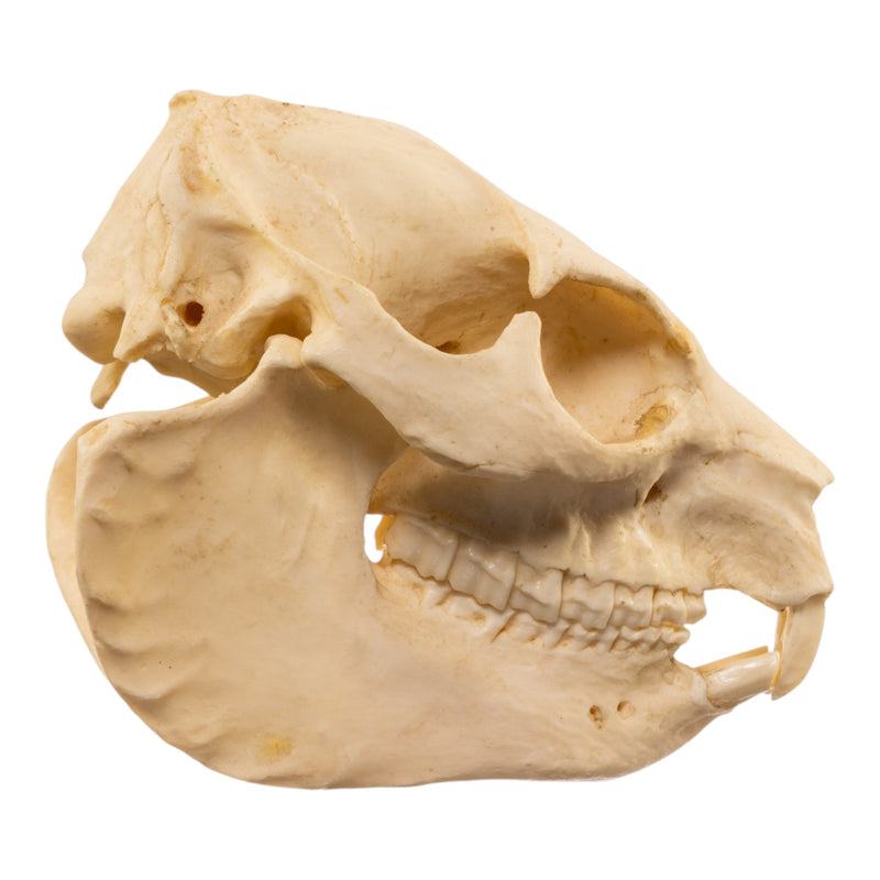 Replica Rock Hyrax Skull