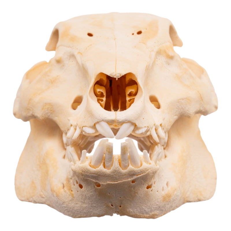 Real Domestic Pig Skull