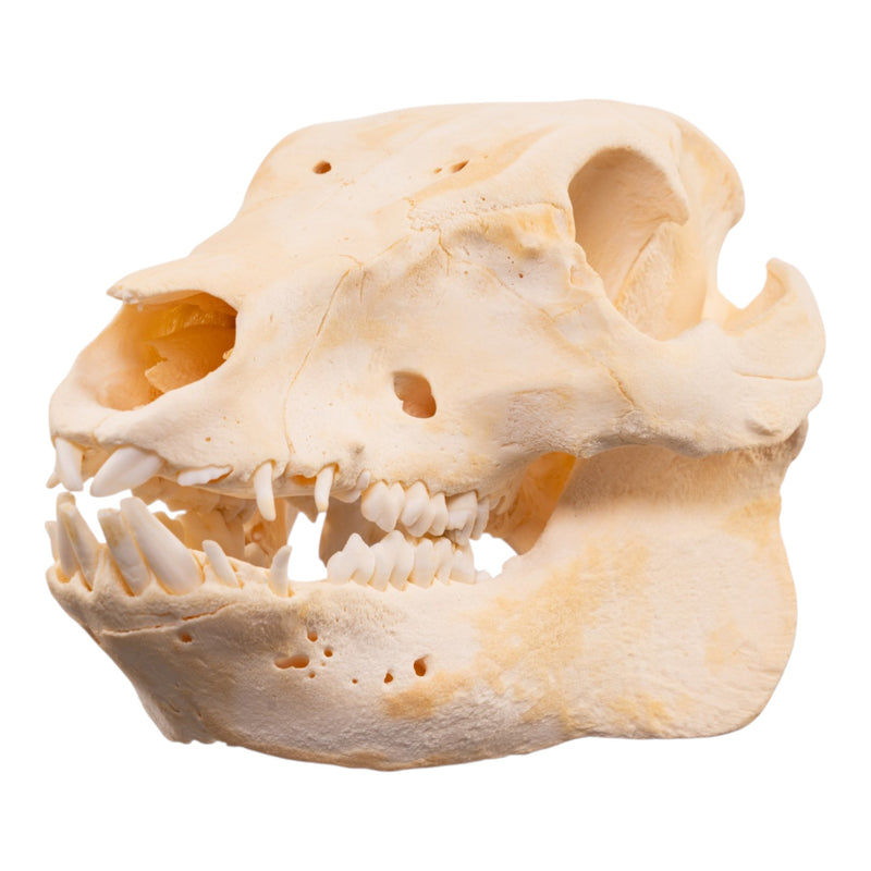 Real Domestic Pig Skull