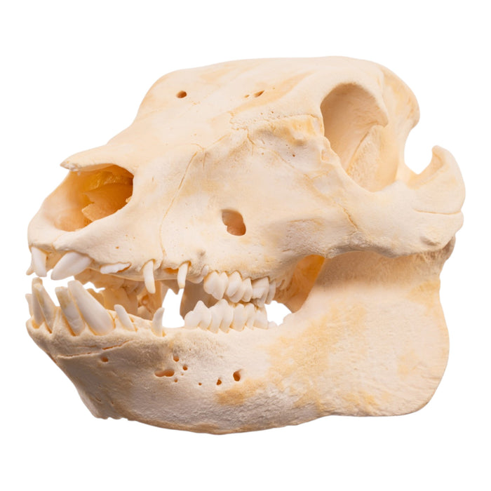 Real Adolescent Domestic Pig Skull