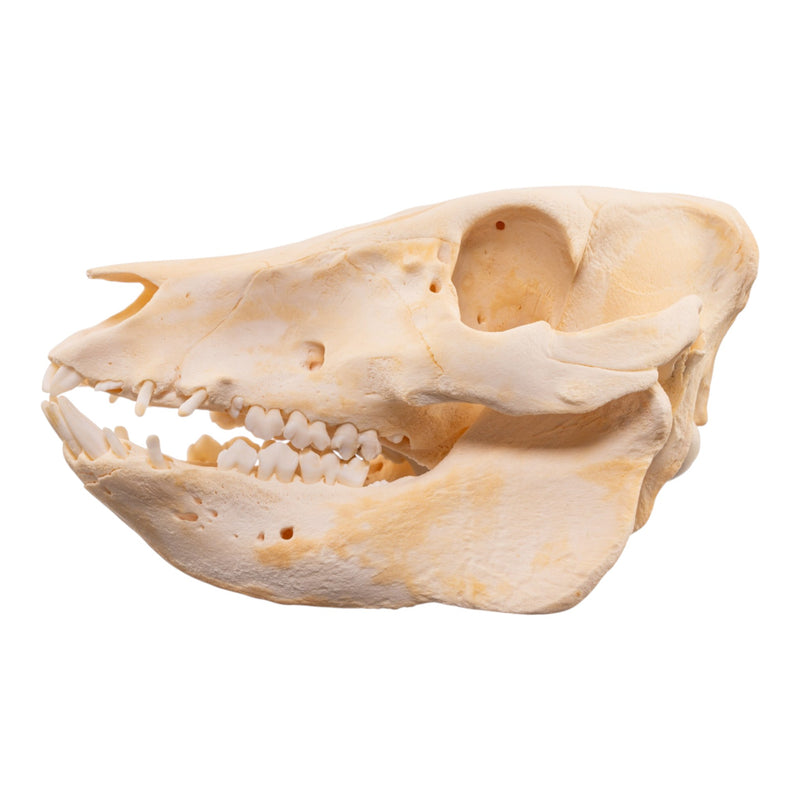 Real Domestic Pig Skull